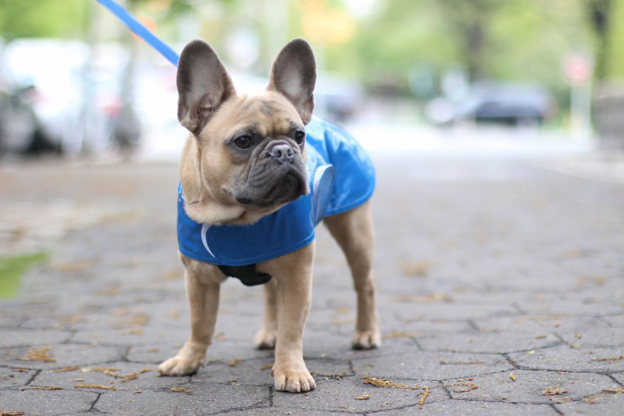 Dog Coat - Slickers, Raincoats - 8-16" - 6 Color Options